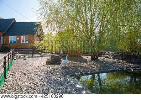 Kemerovo, Russia - 14.05.2021: Farm Animals And Birds In A Private Contact Zoo Vovkin Dvor Or Vovas 