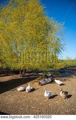 Kemerovo, Russia - 14.05.2021: Farm Animals And Birds In A Private Contact Zoo Vovkin Dvor Or Vovas 