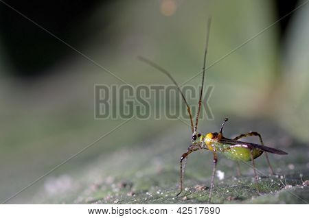 Close up un mirid bug