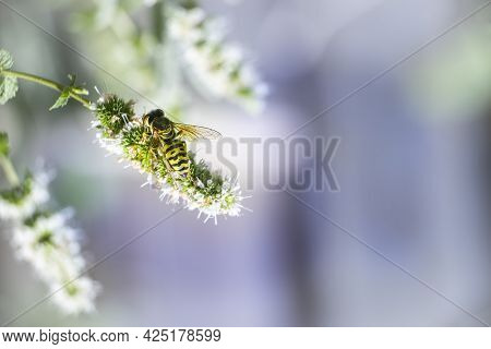 Macro, Photo, Still, Image Of Bee On Flower. Licks The Nectar From The Flower. Bee Licking Nectar Cl