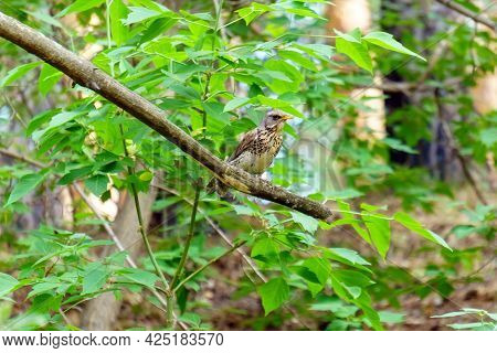 Song Thrush Turdus Philomelos Is A Little And Beautiful Bird Of The Family Of Turdidae. Selective Fo