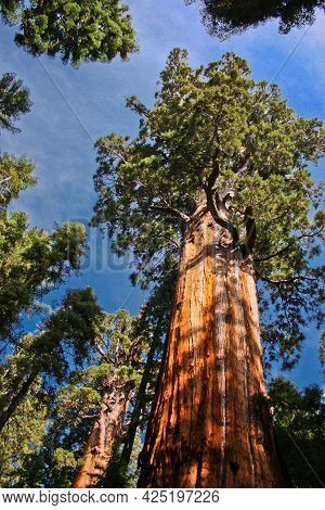 General Sherman Tree - By Volume The Largest Known Living Single-stem Tree On Earth, California, Us