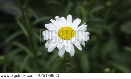 Chamomile Flower. Extreme Close-up Daisy Camomile Single Flower Fullframe Macro View. Beautiful Cham