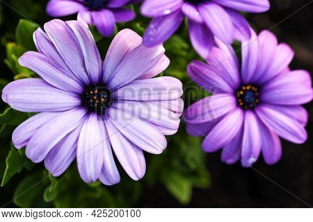 Pink Osteospermum Or Dimorphotheca Flowers Growing Outside.