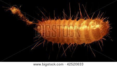 Graan nachtvlinder Caterpillar onder de Microscoop (tineola Granella L.)