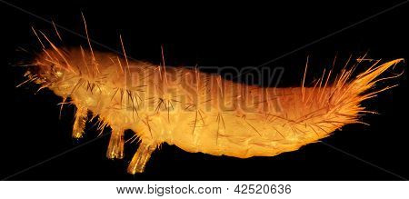 Graan nachtvlinder Caterpillar onder de Microscoop (tineola Granella L.)