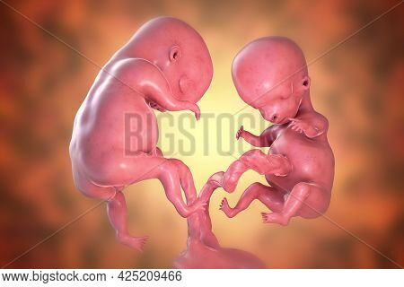 Monozygotic Twin Embryos With Single Placenta, 3d Illustration. Early Fetal Period, Week 8 - Week 16