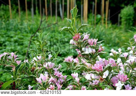 Is An Attractive Variety Of Vajgélie With Deep Purple-red, Tubular Flowers. The Leaves Are Freshly G