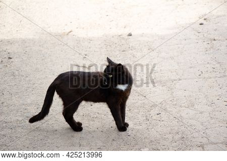 Black Cat Slacker Walks Wanders The Street