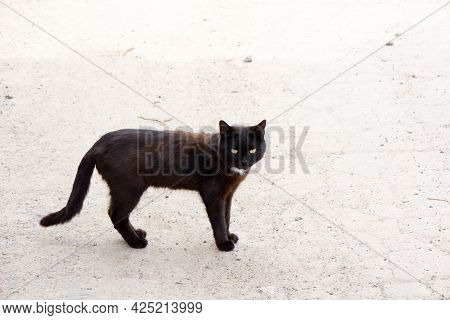 Black Cat Slacker Walks Wanders The Street
