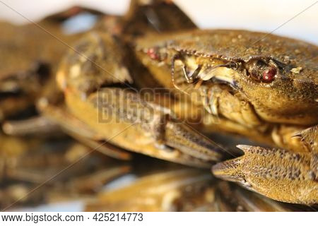 Delicious Seafood Pubescent Crab Tongs Crustacean Tweezers