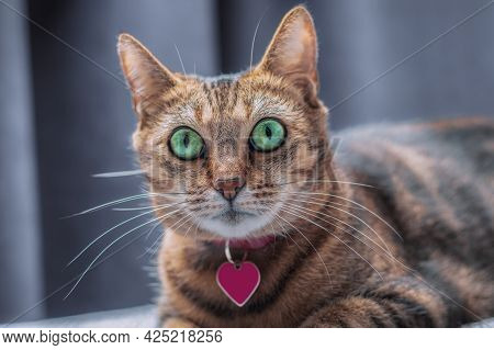 Image Of A Playful Purebred Bengal Cat In A Pink Collar. The Concept Of Caring And Love For Pets.