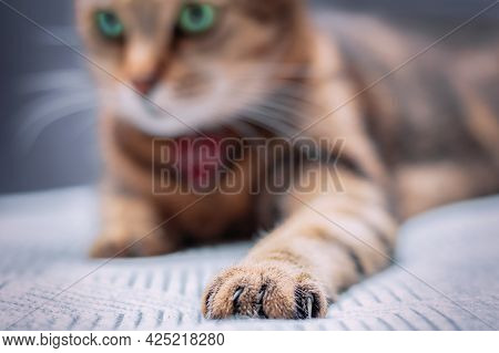 Close-up Image Of A Cat's Paw. The Concept Of Love And Care For Pets.