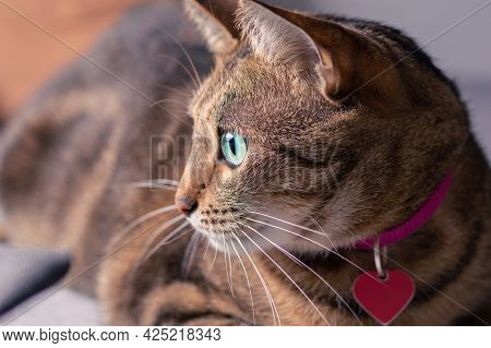 Image Of A Playful Purebred Bengal Cat In A Pink Collar. The Concept Of Caring And Love For Pets.