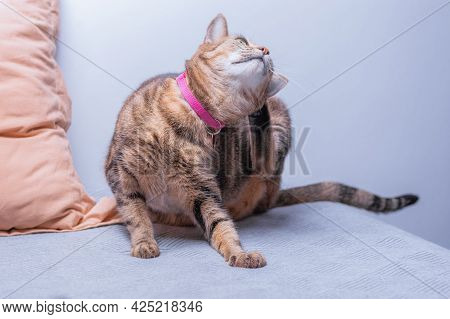 Image Of A Purebred Bengal Cat In A Pink Anti-flea Collar. The Concept Of Caring And Love For Pets.
