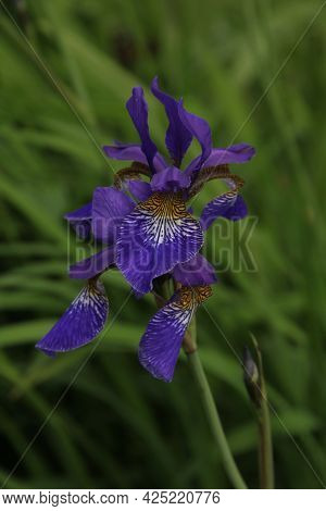 Closeup Of Blossoming Violet Iris Flower On The Background Of Green Meadow On Summer Day In Kaunas, 