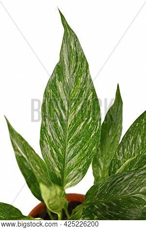 Leaf Of Tropical Houseplant With Botanic Name 'spathiphyllum Diamond Variegata' With White Spots Iso