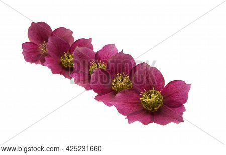 Red Hellebore Flower Isolated On White Background