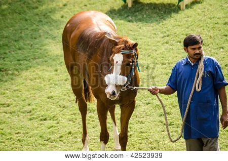 Cavalo de corrida indiano com o Bindi