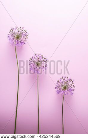 Staircase Steps Lined With Long Purple Flowers On A Pink Background. Minimalistic Abstraction Spring