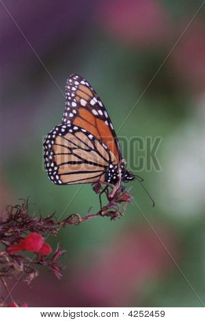Buterfly