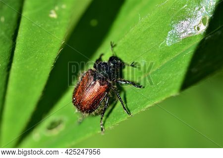 Garden Foliage Beetle - Phyllopertha Horticola On A Green Leave