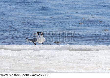 Two Relict Gulls (ichthyaetus Relictus) Also Known As Central Asian Gull Are Standing Together On Th