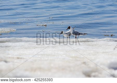 Two Relict Gulls (ichthyaetus Relictus) Also Known As Central Asian Gull Are Sitting Together On The