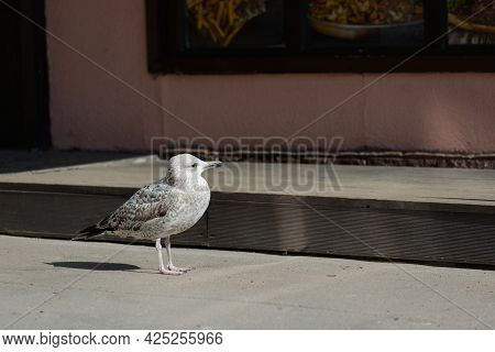 European Herring Gull (larus Smithsonianus) In Winter Plumage On The Street Of Vyborg City In April