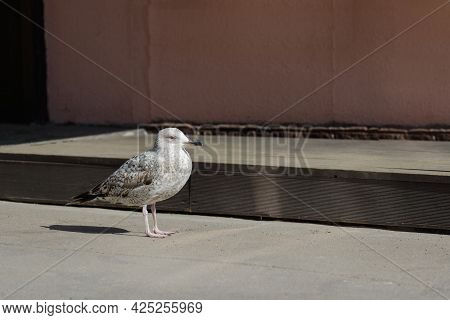 European Herring Gull (larus Smithsonianus) In Winter Plumage On The Street Of Vyborg City In April