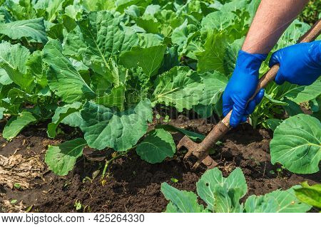 The Farmer Rakes The Soil Around The Young Cabbage. Close-up Of The Hands In Gloves Of An Agronomist