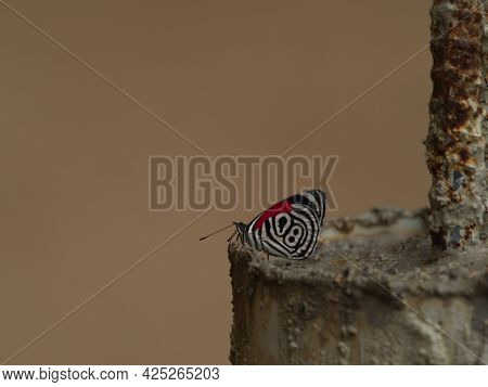 Closeup Of Eighty-eight 88 Butterfly (diaethria Anna) Podocarpus National Park, Ecuador.