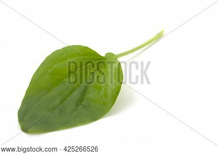 Plantain Leaf, Medicinal Plant Isolated On White Background