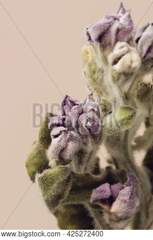 Dried tweedia oxypetalum flower on a beige background