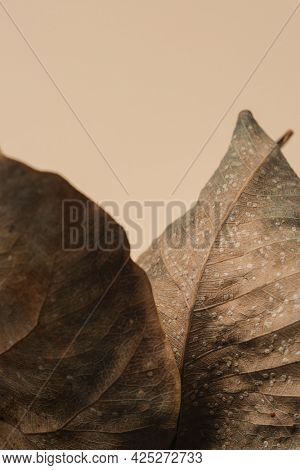 Dried Bodhi leaves textured background
