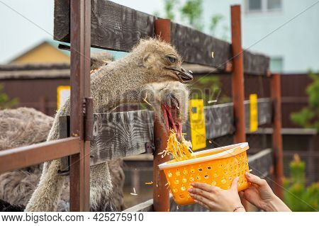 Kemerovo, Russia - 16.05.2021: Feeding Of Farm Ostrich In A Private Contact Zoo - Ostrich Ranch In K