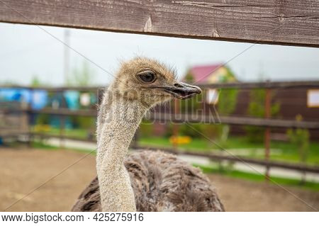 Kemerovo, Russia - 16.05.2021: Farm Ostrich In A Private Contact Zoo - Ostrich Ranch In Kemerovo, Ru