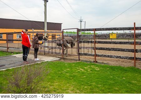 Kemerovo, Russia - 16.05.2021: Farm Ostrich In A Private Contact Zoo - Ostrich Ranch In Kemerovo, Ru