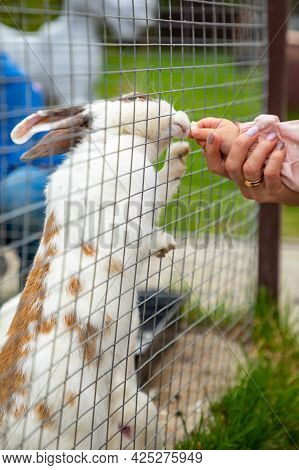 Feeding Of Farm Animals In A Private Contact Zoo - Ostrich Ranch In Kemerovo, Russia