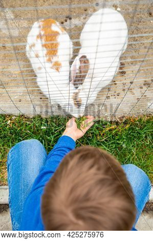 Farm Animals And Birds In A Private Contact Zoo - Ostrich Ranch In Kemerovo, Russia