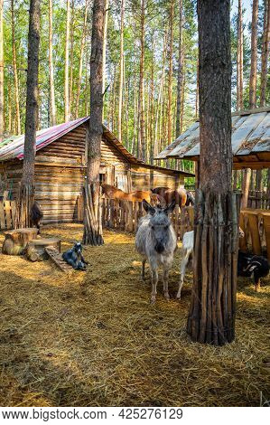 Farm Animals In A Private Contact Zoo Husky Land In Kemerovo, Russia