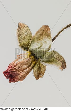 Dried poppy flower on a graybackground