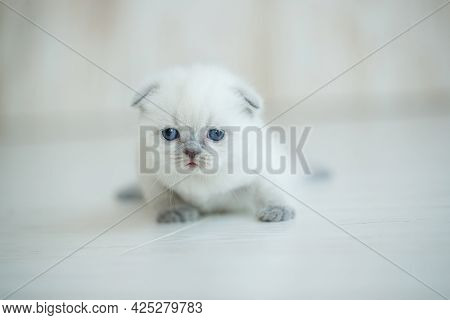 Cute Little Red Scottish Breed Kitten. High Quality Photo