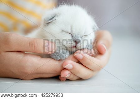Cute Little Red Scottish Breed Kitten. High Quality Photo