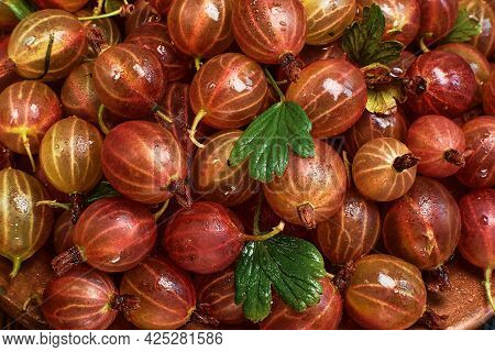 Gooseberries Fresh Harvest. The Harvest Of Ripe Red Gooseberries In Drops Of Water Is Spread Out On 