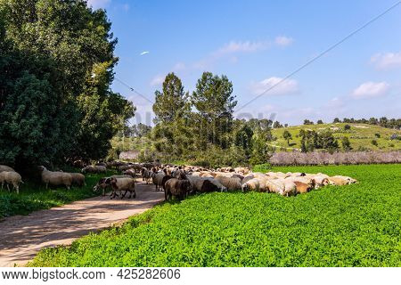 Large flock of sheep and rams is driven along a dirt road around the meadows. Warm sunny february day in Israel. Wide green meadow with lush tall grass. Spring green world