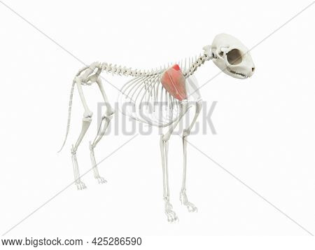 3d rendered illustration of the cats muscle anatomy - subscapularis