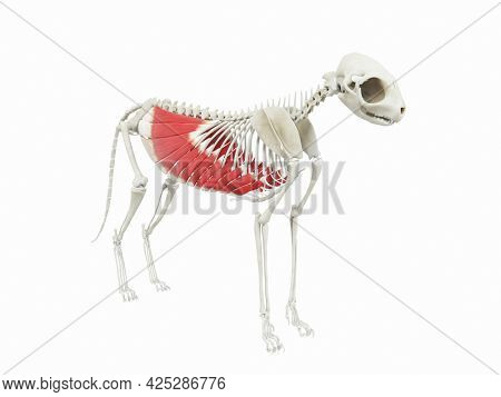 3d rendered illustration of the cats muscle anatomy - obliquus externus abdominis