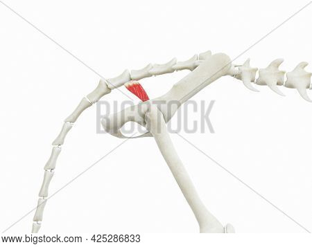 3d rendered illustration of the cats muscle anatomy - coccygeus