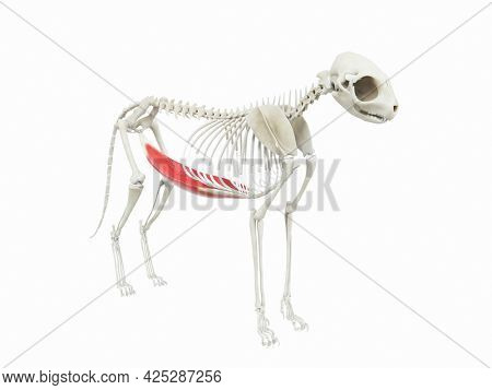 3d rendered illustration of the cats muscle anatomy -  externus abdominis